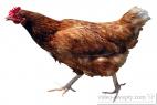 Recept Chicken on paprika - a hen