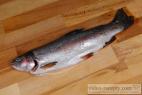 Recept How to fillet a trout - rainbow trout - Oncorhynchus mykiss