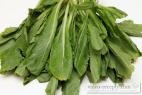 Recept Phở bò chín almost fat free - Mexican coriander
Eryngium foetidum (ngò gai)