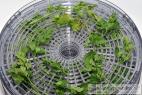 Recept Homemade dried vegetable - glutamate free - dried parsley