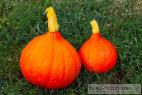Recept Pumpkin compote - common gourd or common pumpkin