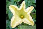 Recept Pumpkin compote - common gourd or common pumpkin - flower