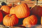 Recept Pumpkin compote - common gourd or common pumpkin